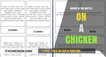 Understanding Chicken Anatomy: Locating the Wattle's Role and Function