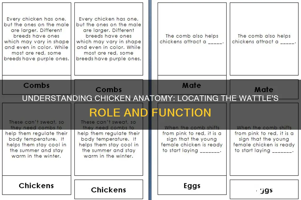 where is the wattle on a chicken