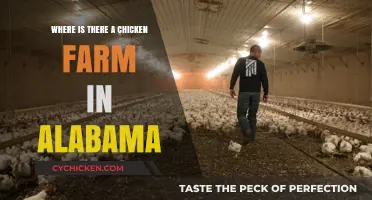 Discovering Alabama's Chicken Farms: Locations and Agricultural Insights