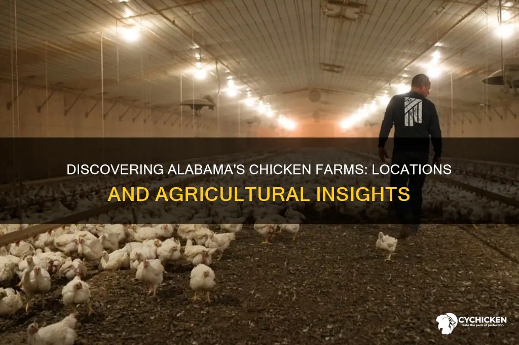 where is there a chicken farm in alabama