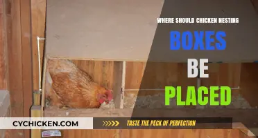 Optimal Placement Tips for Chicken Nesting Boxes in Your Coop