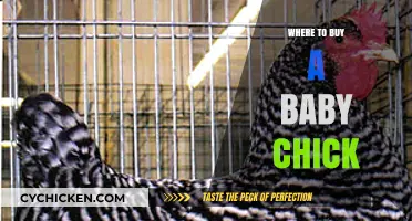 Best Places to Buy Healthy Baby Chicks for Your Flock