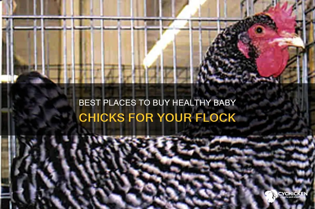 where to buy a baby chick