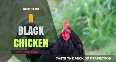 Discover Unique Sources to Purchase Black Chickens for Your Flock