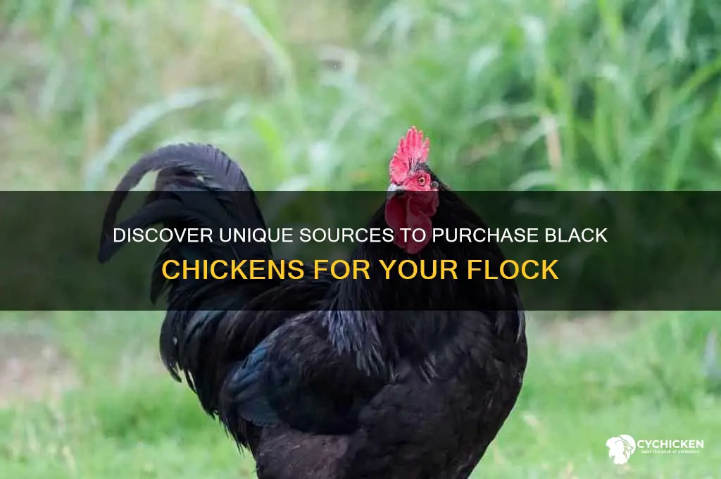 where to buy a black chicken
