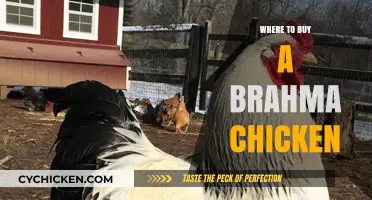 Best Places to Purchase Healthy Brahma Chickens for Your Flock