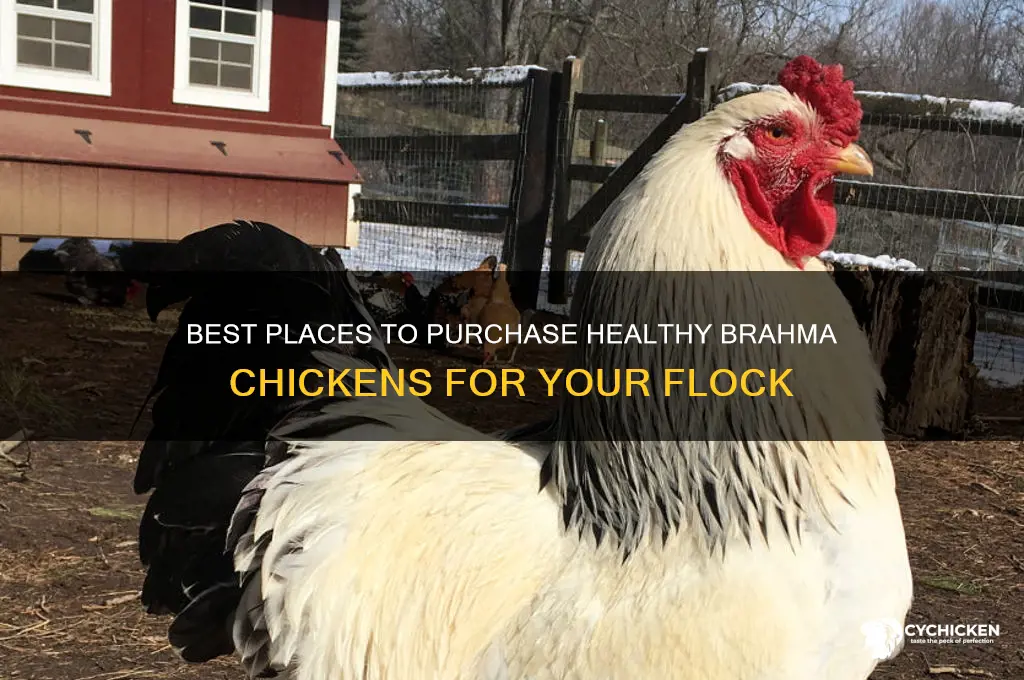 where to buy a brahma chicken