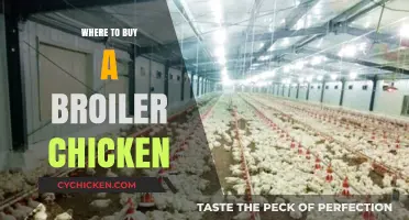 Best Places to Purchase Healthy Broiler Chickens for Your Farm