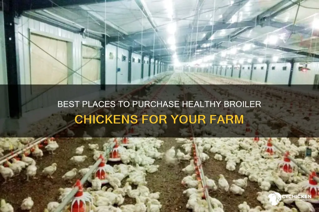 where to buy a broiler chicken