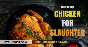 Finding the Right Place to Purchase Chickens for Home Slaughter