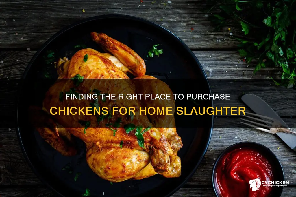 where to buy a chicken for slaughter