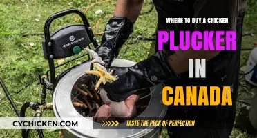 Top Canadian Suppliers for Quality Chicken Pluckers: A Buyer's Guide