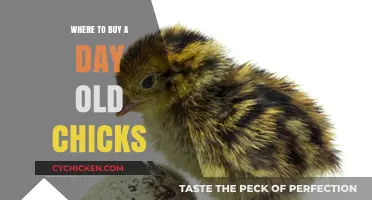 Best Places to Purchase Healthy Day-Old Chicks for Your Flock