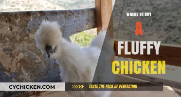 Best Places to Purchase Adorable Fluffy Chicken Breeds Online & Locally