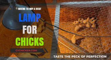 Best Places to Purchase Heat Lamps for Baby Chicks