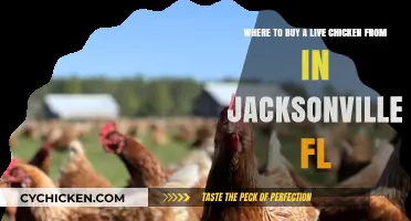 Where to Buy Live Chickens in Jacksonville, FL: Top Sources