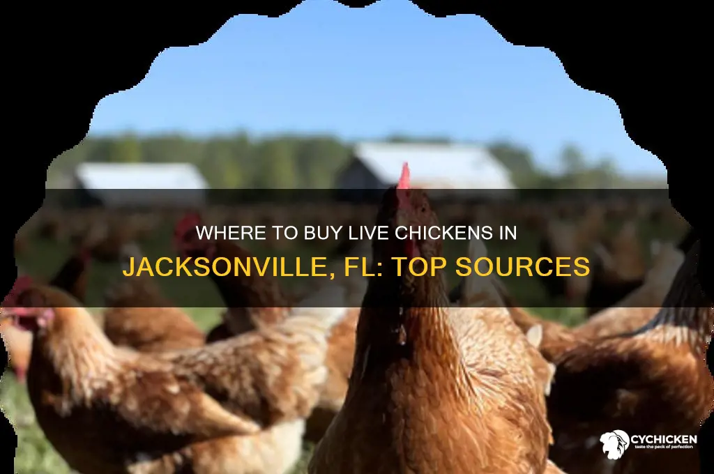 where to buy a live chicken from in jacksonville fl