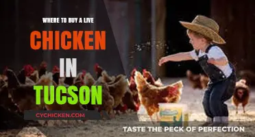 Where to Buy Live Chickens in Tucson: Top Local Sources