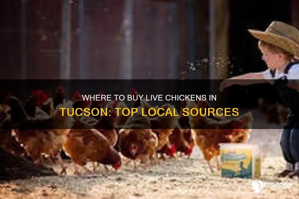 where to buy a live chicken in tucson