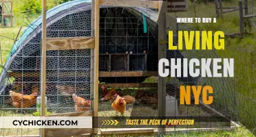 Where to Buy Live Chickens in NYC: Top Locations Guide