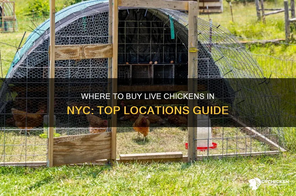 where to buy a living chicken nyc
