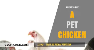 Finding Your Feathered Friend: Best Places to Buy a Pet Chicken