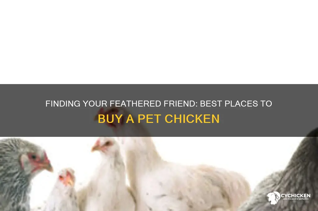 where to buy a pet chicken