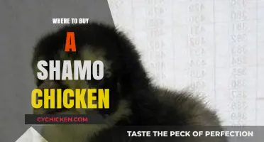 Discover the Best Places to Purchase Authentic Shamo Chickens