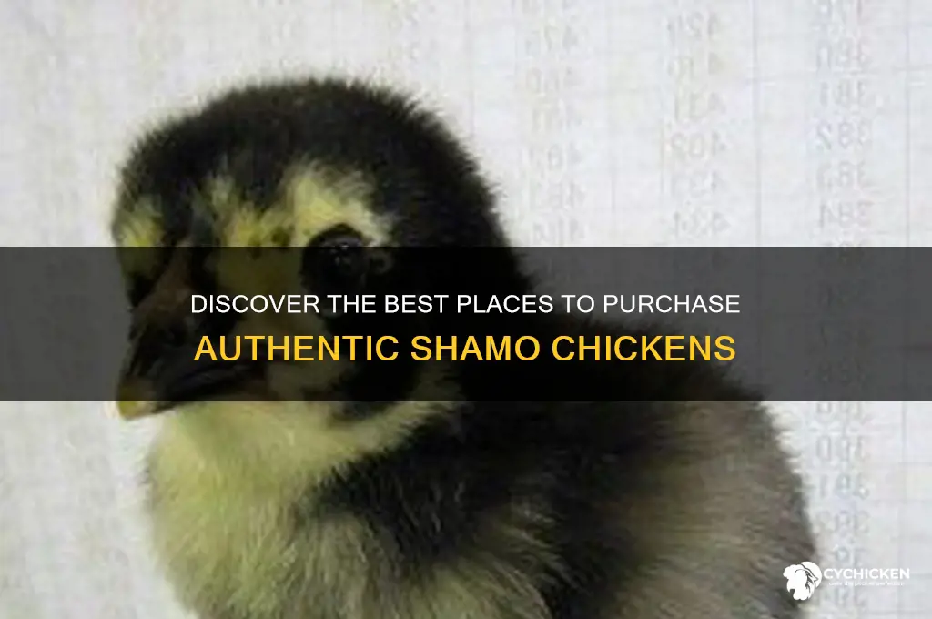 where to buy a shamo chicken