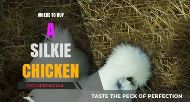 Where to Buy Silkie Chickens: Top Breeders and Online Sources