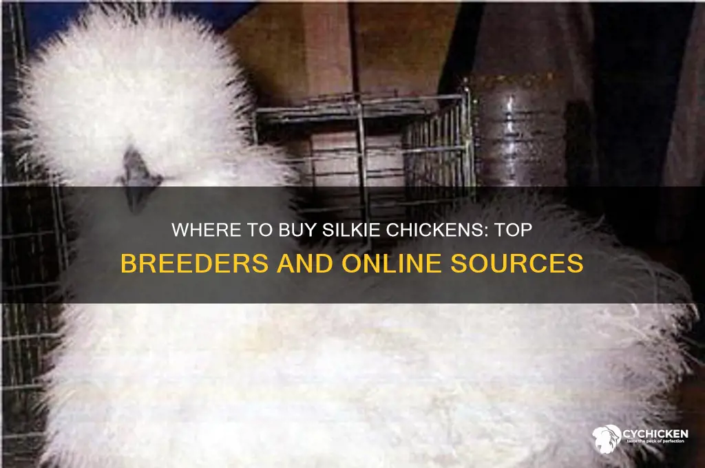 where to buy a silkie chicken