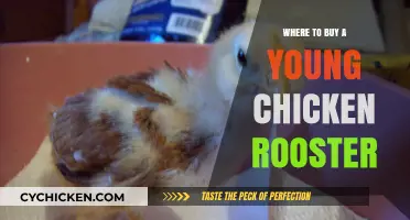 Finding Your Flock: Best Places to Buy Young Rooster Chicks