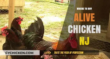 Where to Buy Live Chickens in New Jersey: Top Local Sources