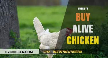 Best Places to Purchase Fresh, Healthy Live Chickens Locally and Online