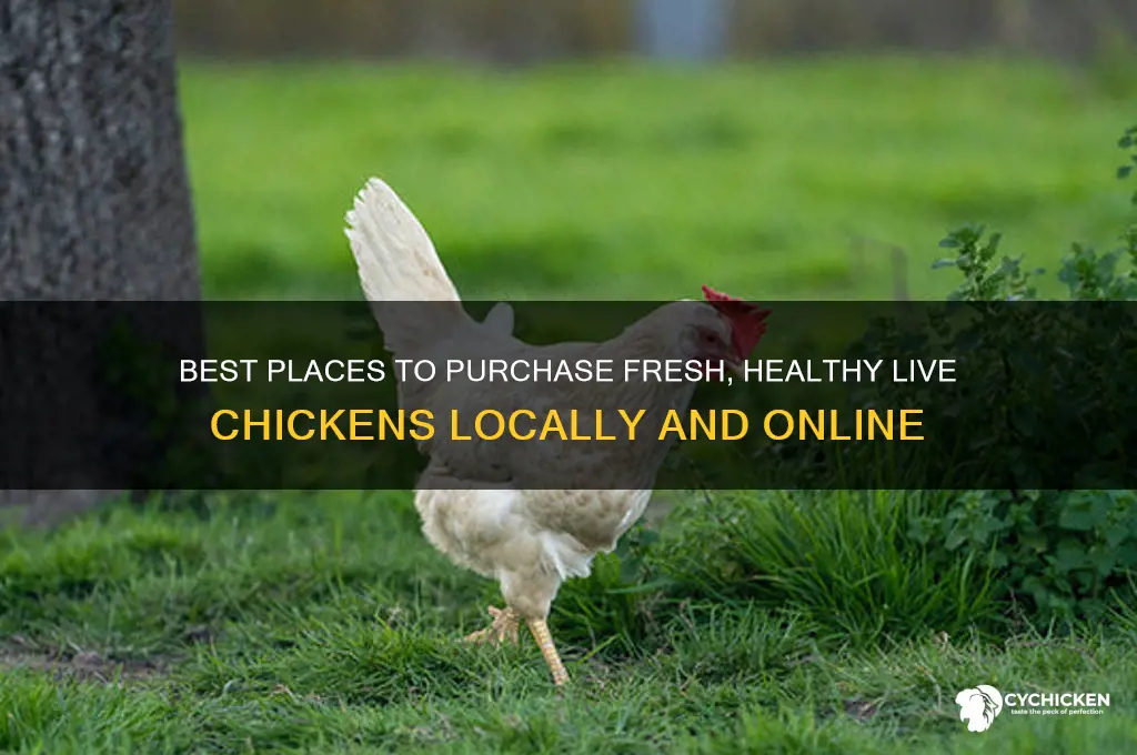 where to buy alive chicken