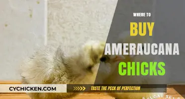 Best Places to Buy Healthy Ameraucana Chicks Online & Locally