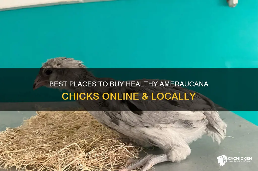 where to buy ameraucana chicks