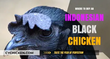 Discover Authentic Sources to Buy Indonesian Black Chicken Online & Locally