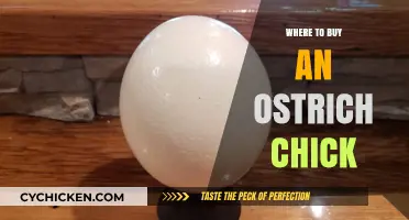 Finding Your Feathered Friend: Where to Buy an Ostrich Chick