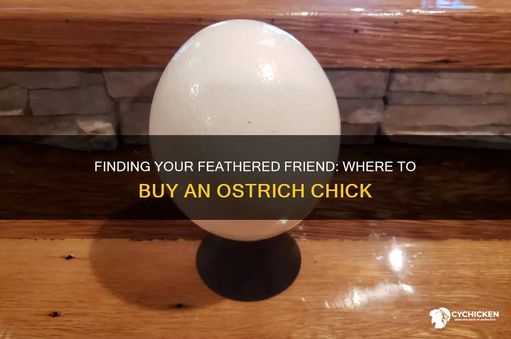 where to buy an ostrich chick