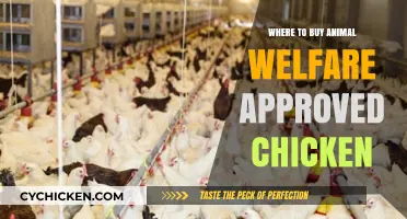 Find Animal Welfare Approved Chicken: Top Retailers and Brands