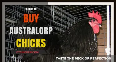 Top Australian Suppliers for Buying Australorp Chicks Online