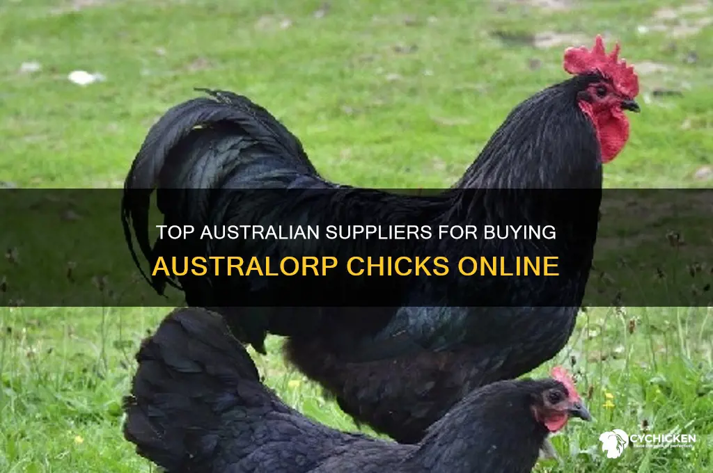 where to buy australorp chicks