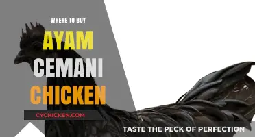 Discover Top Sources to Buy Authentic Ayam Cemani Chickens