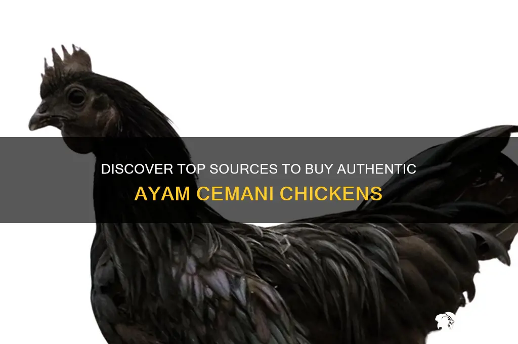 where to buy ayam cemani chicken