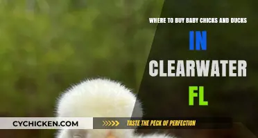 Clearwater FL: Top Places to Buy Baby Chicks and Ducks