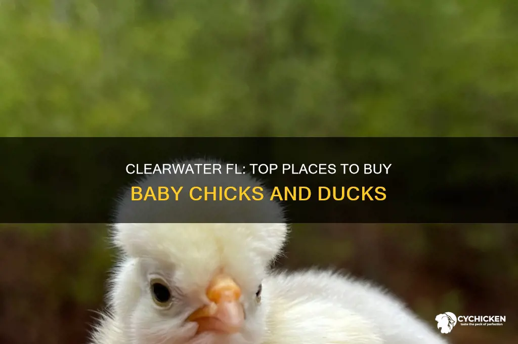 where to buy baby chicks and ducks in clearwater fl
