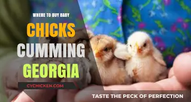Where to Buy Baby Chicks in Cumming, Georgia: Top Local Sources