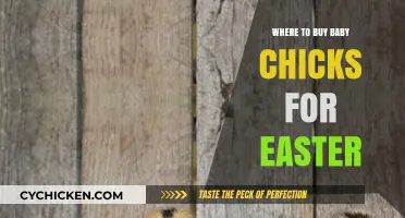 Where to Buy Baby Chicks for Easter: A Guide for Families