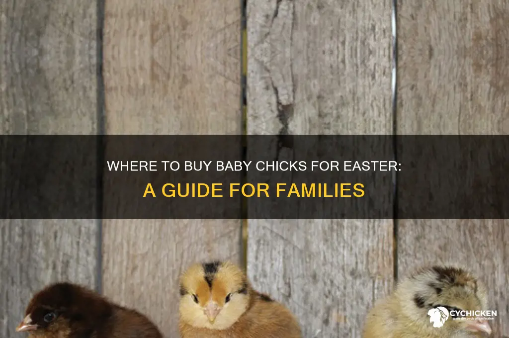 where to buy baby chicks for easter